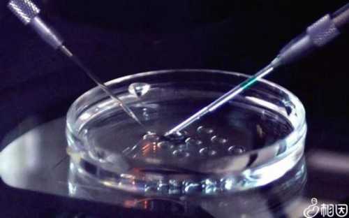 精子和卵子会不会排斥