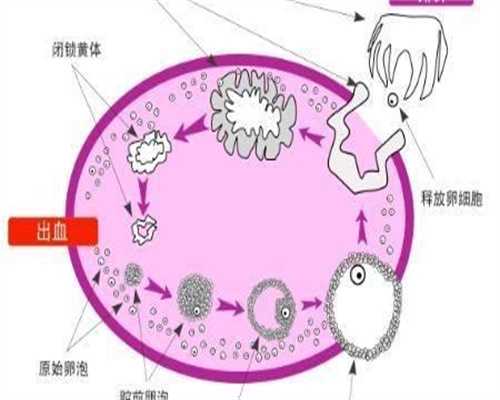 借卵自怀条件-二代试管形成胚胎的几率有多大?