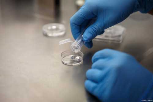 鱼鳔补肾丸备孕吃